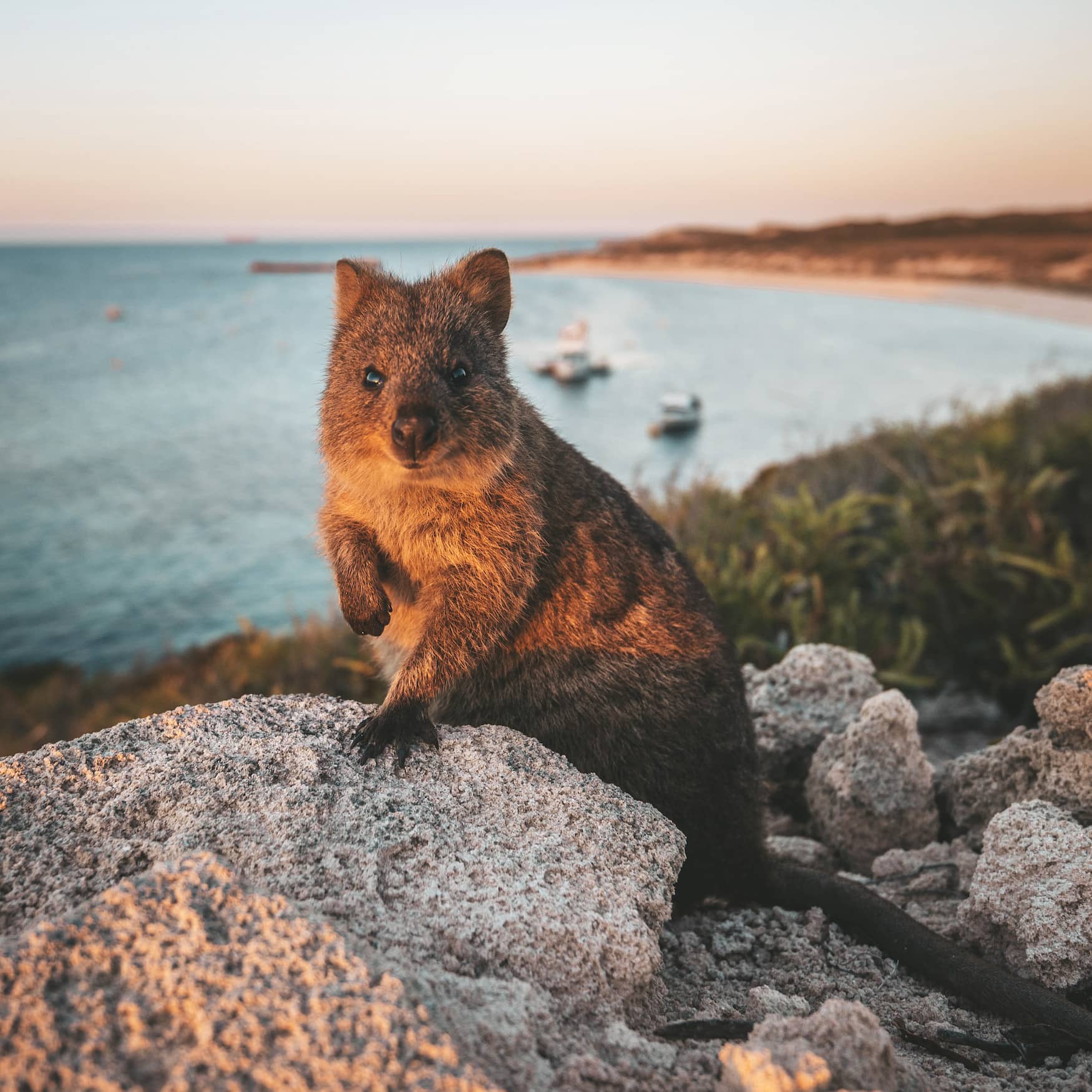 Quokka auf Rottnest Island