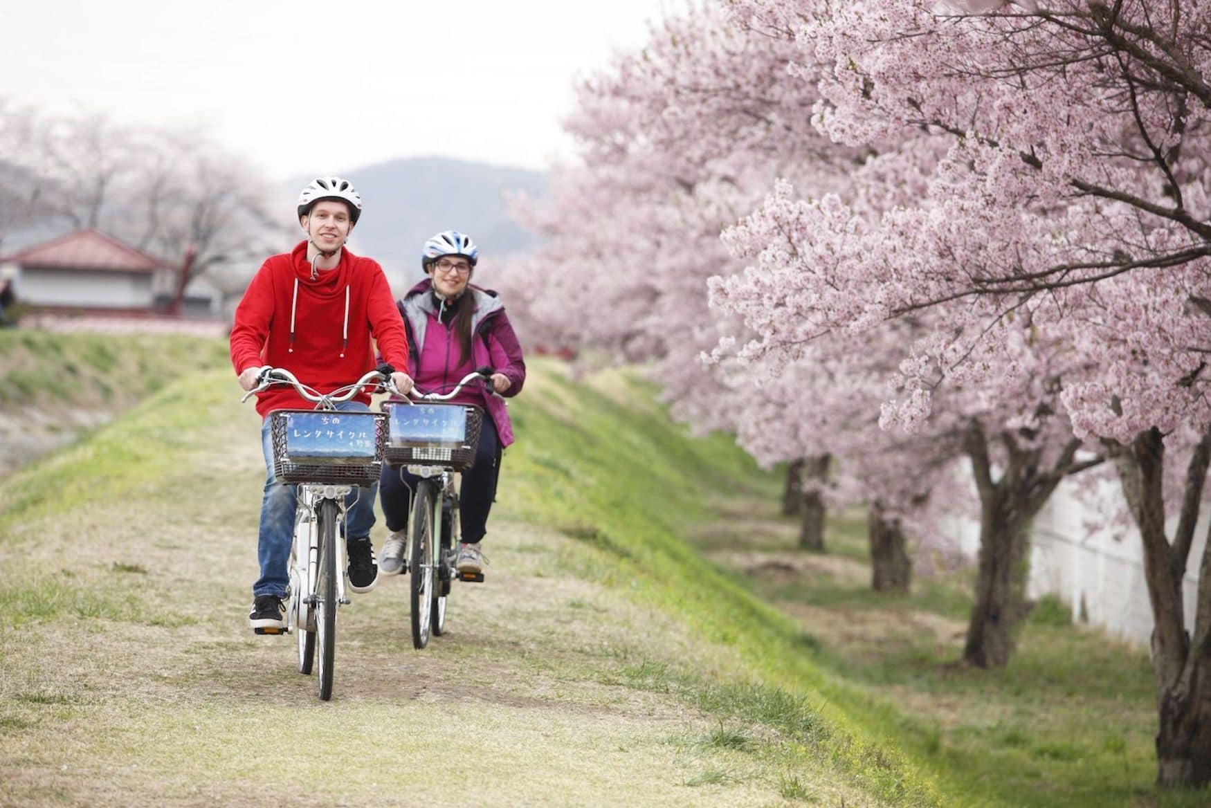Kirschblüten in Japan