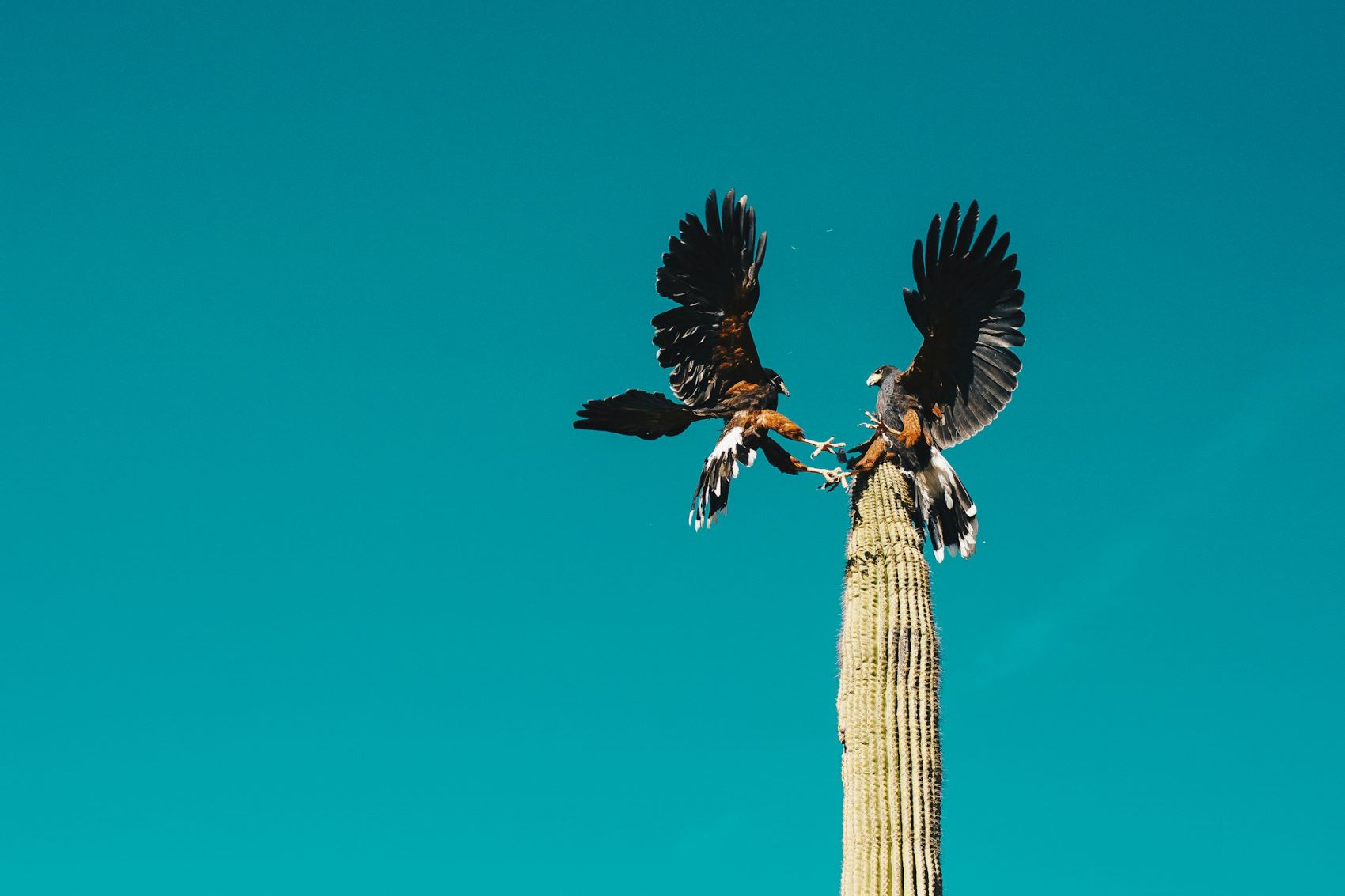 Zwei Adler auf Kaktus in Sonora-Wüste in Arizona