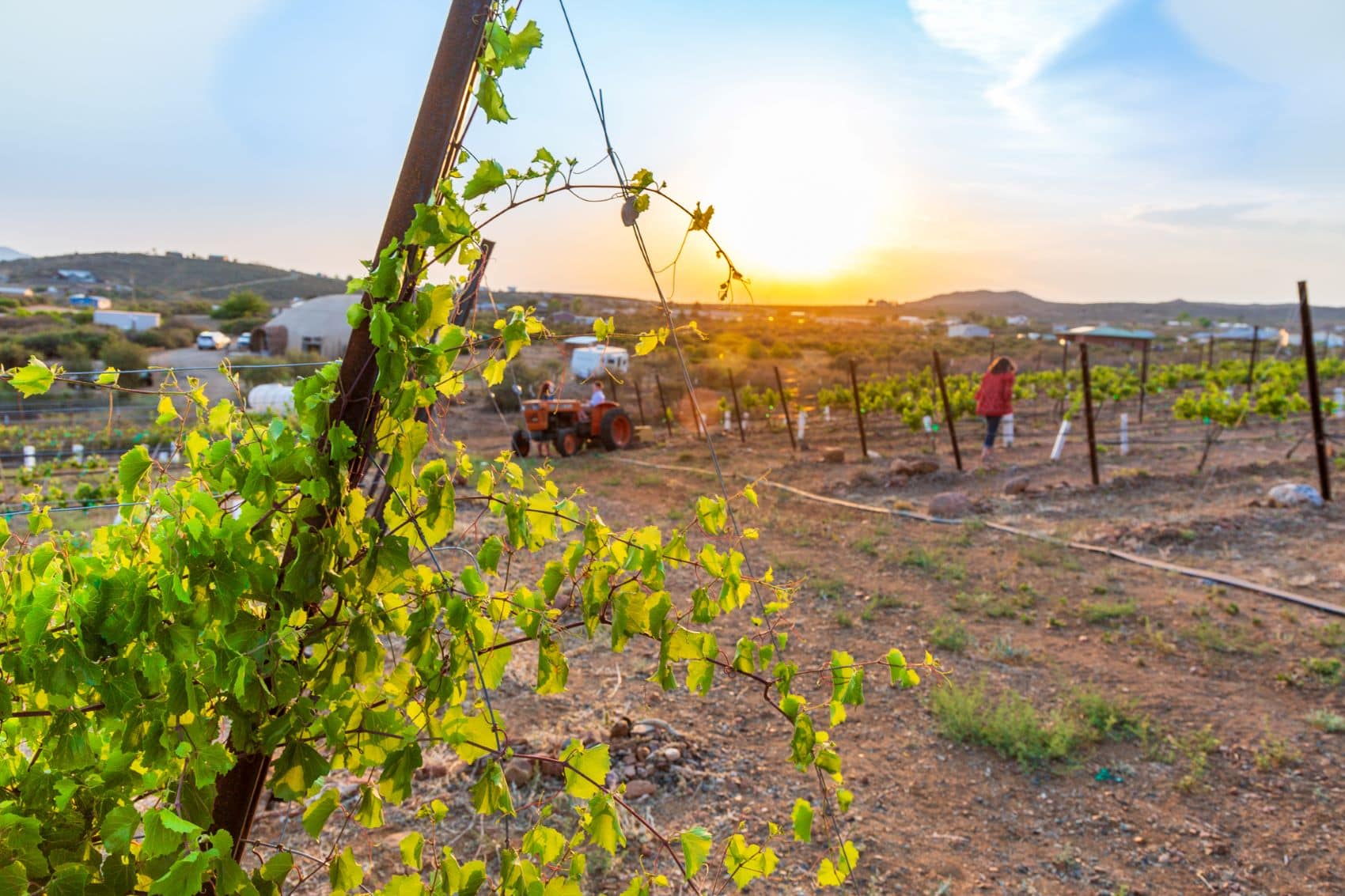 Dewey Humbolt Mogollon Weingut in Arizona