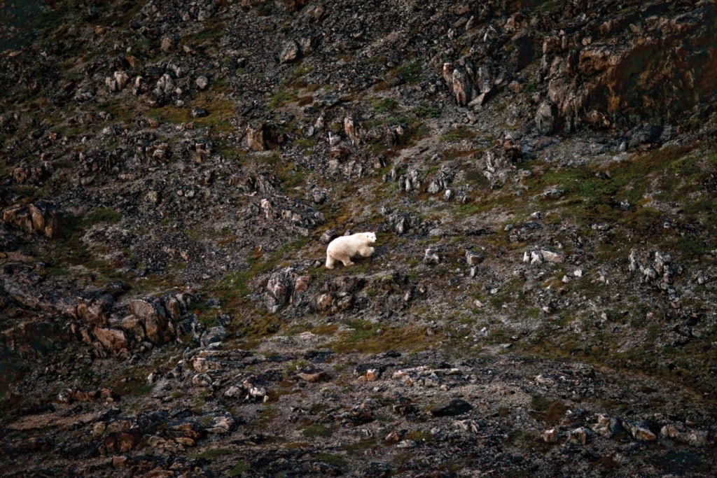 Eisbär im Torngat Nationalpark