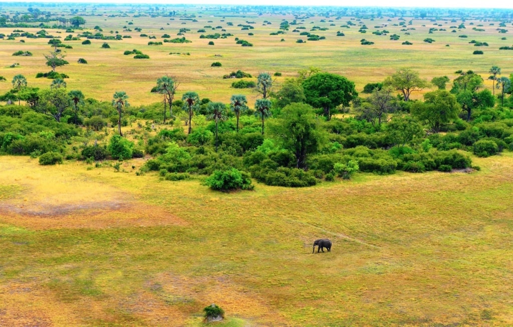 Elefanten in Botswana im Okvango-Delta