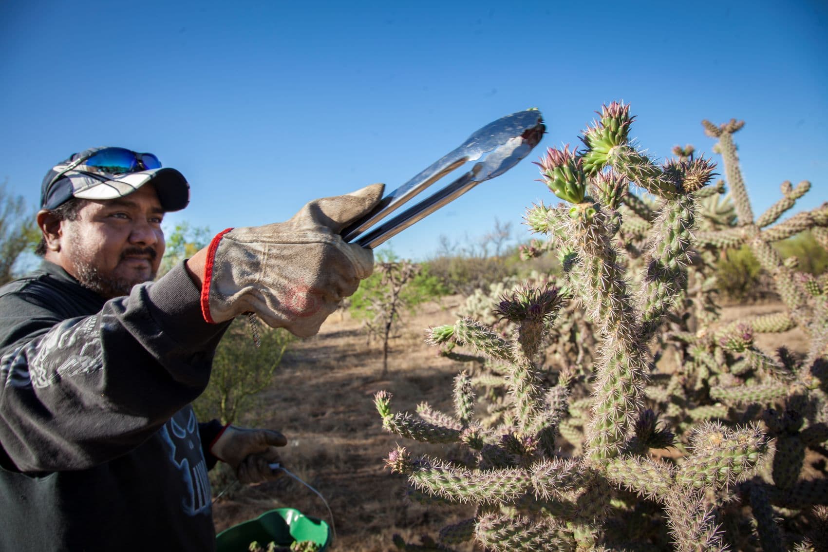 Ernte Cholla-Knospen Tucscon
