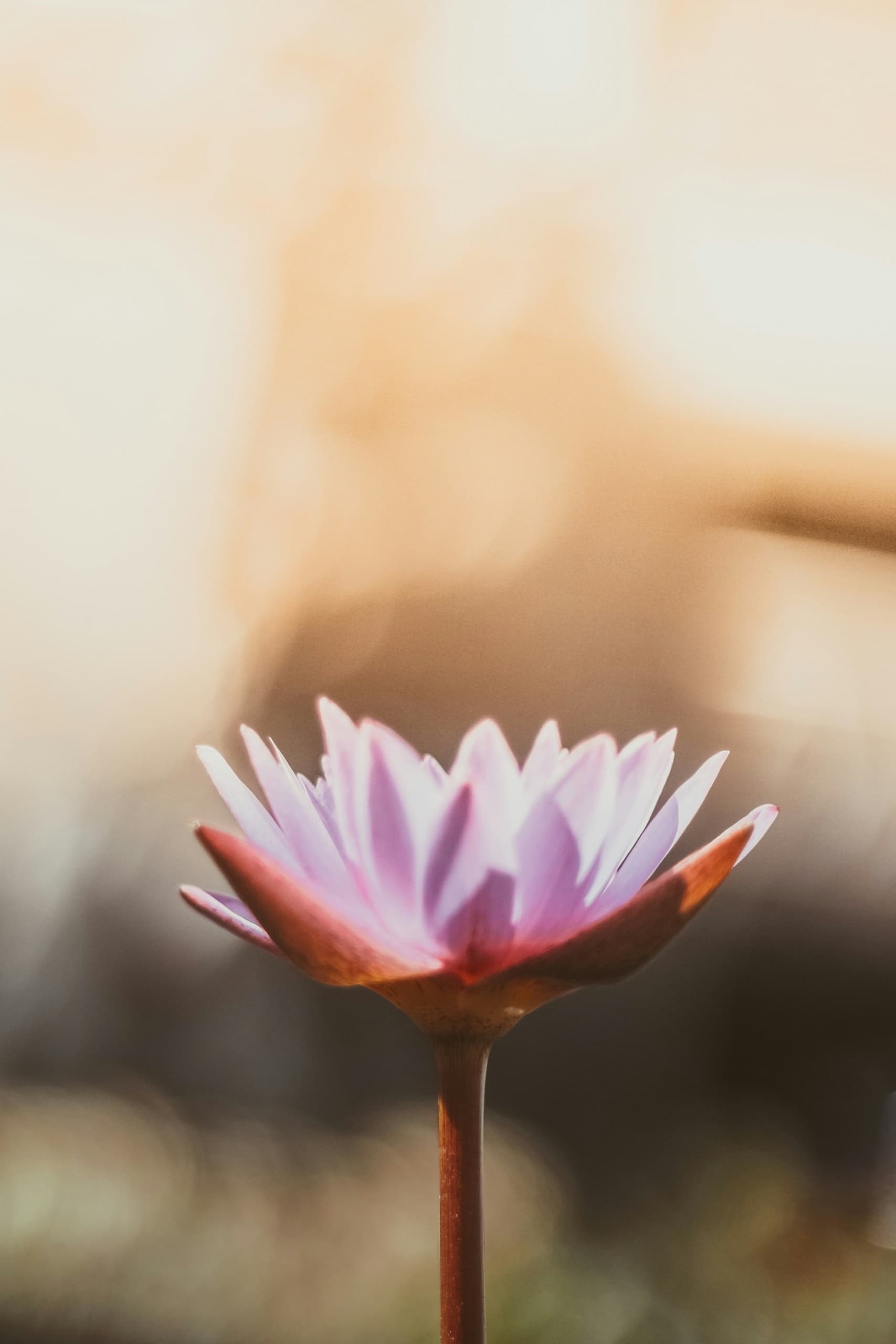 Lotus-Blüte