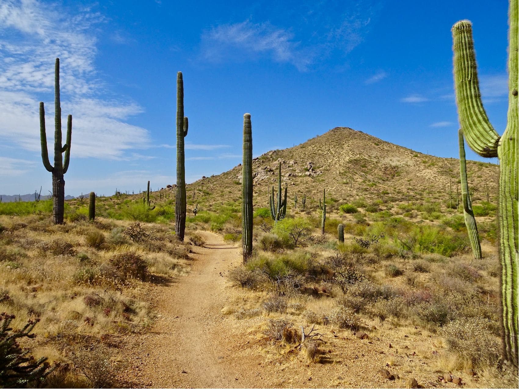 Wanderweg im Mc Dowell Sonoran Preserve