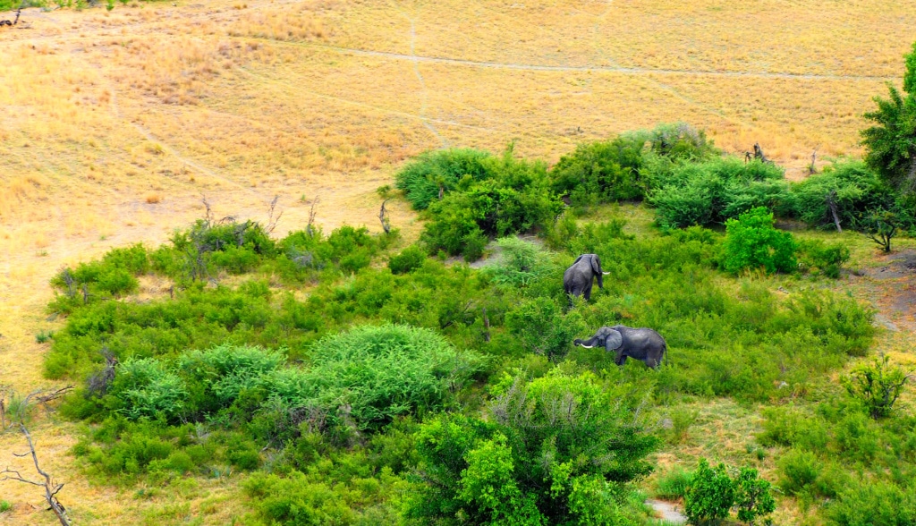 Elefanten in Botswana im Okvango-Delta