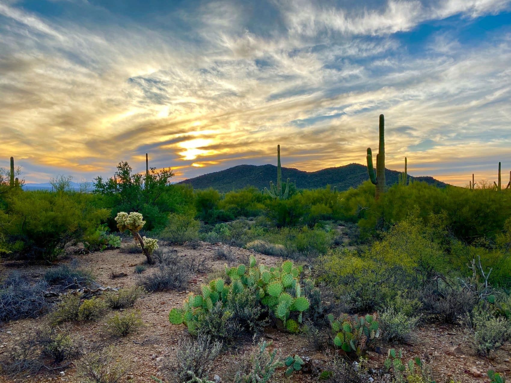 Kakteen in der Umgebung von Tucson, Arizona