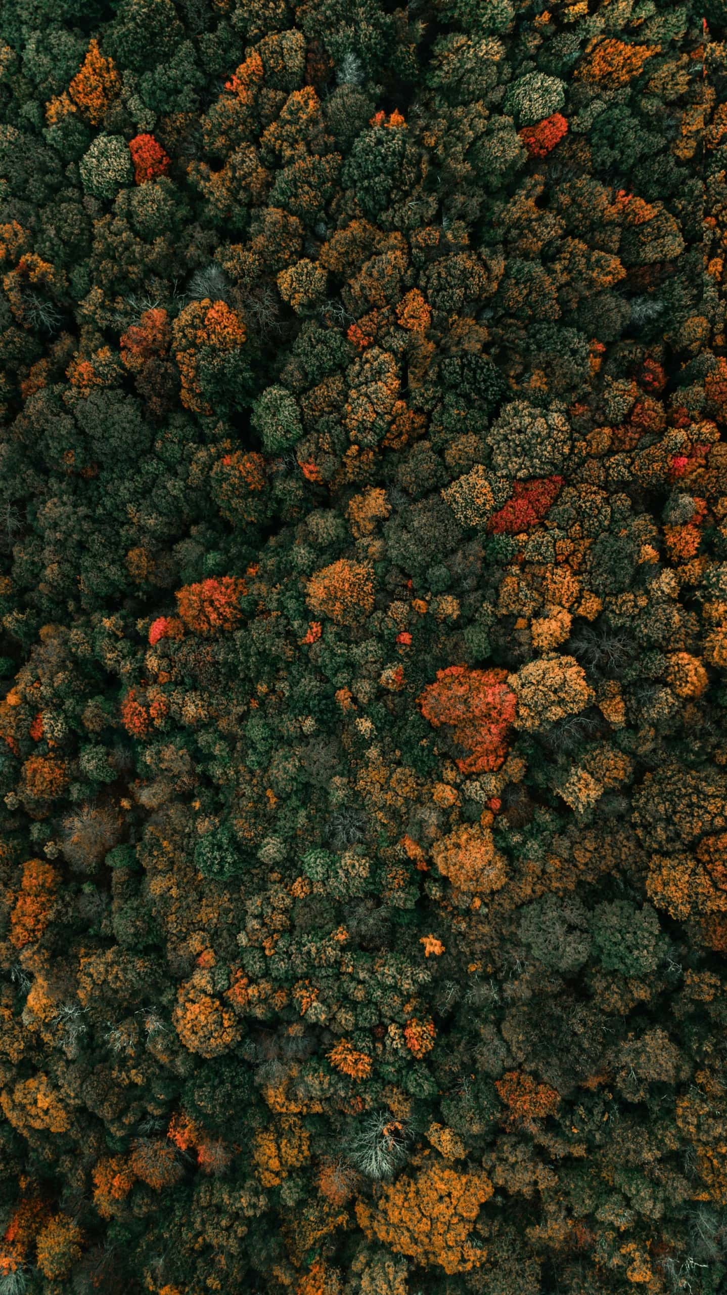 Indian Summer auf dem Appalachian Trail