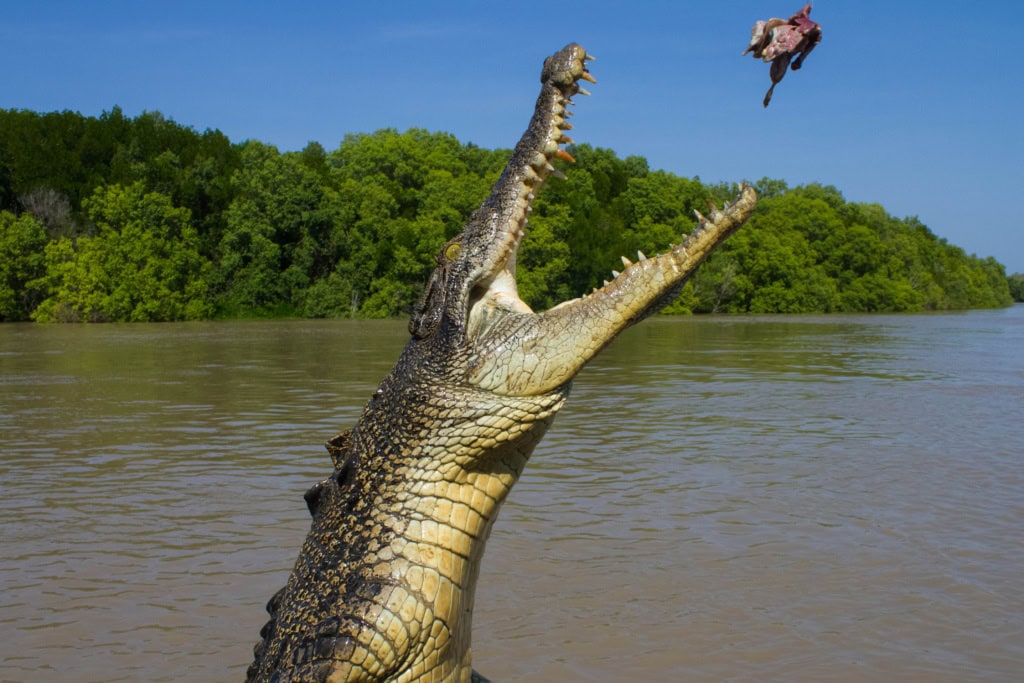 Bei einer Bootstour auf dem Adelaide River kannst du Krokodilen ganz nah kommen.