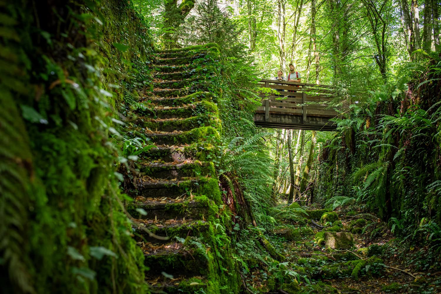 Die grüne Natur des Minett Trails in Luxemburg