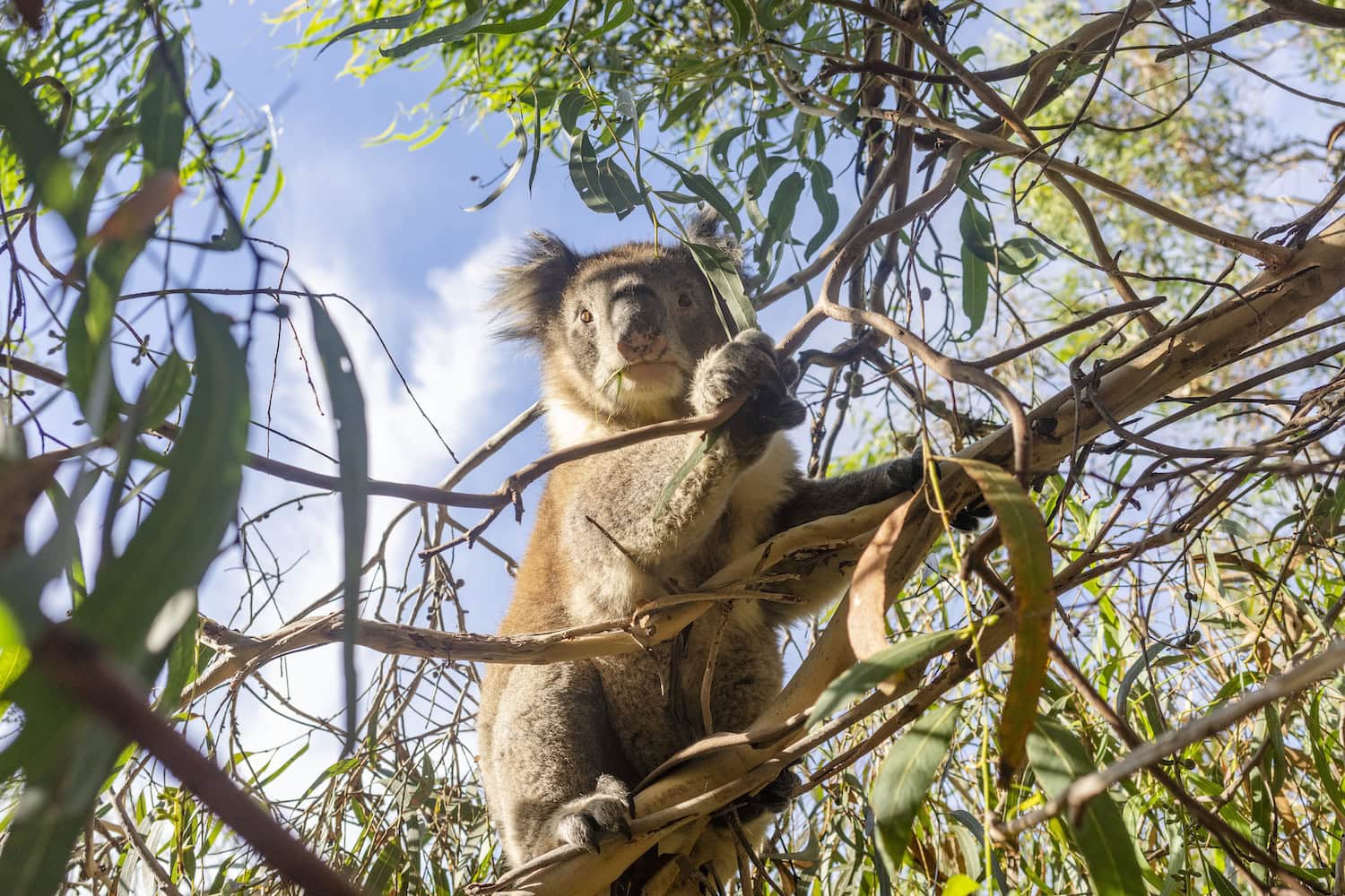 Ein Koala sitzt in einem Baum in Australien