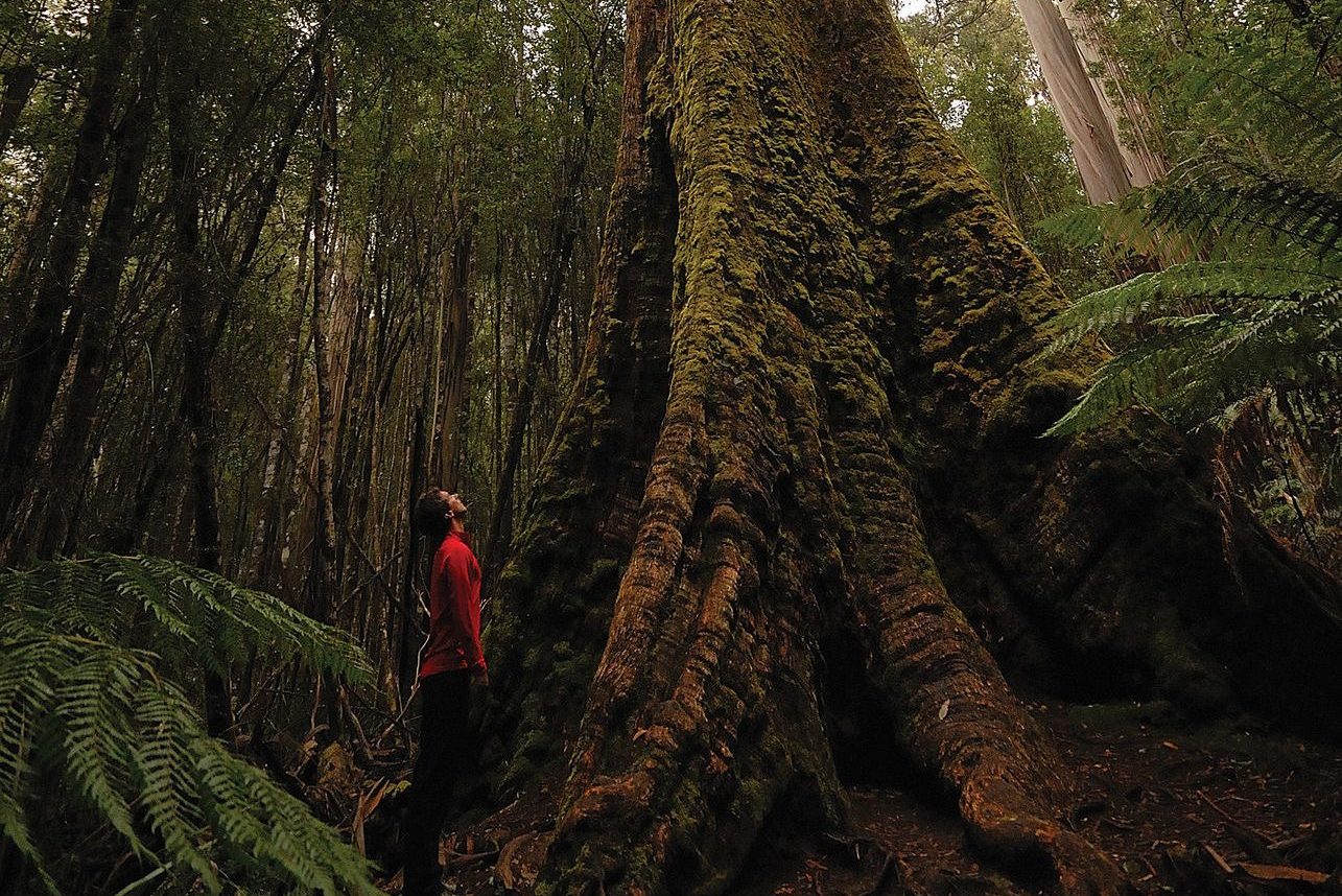 Mann schaut einen Baum an der frischen Luft in Tasmanien an