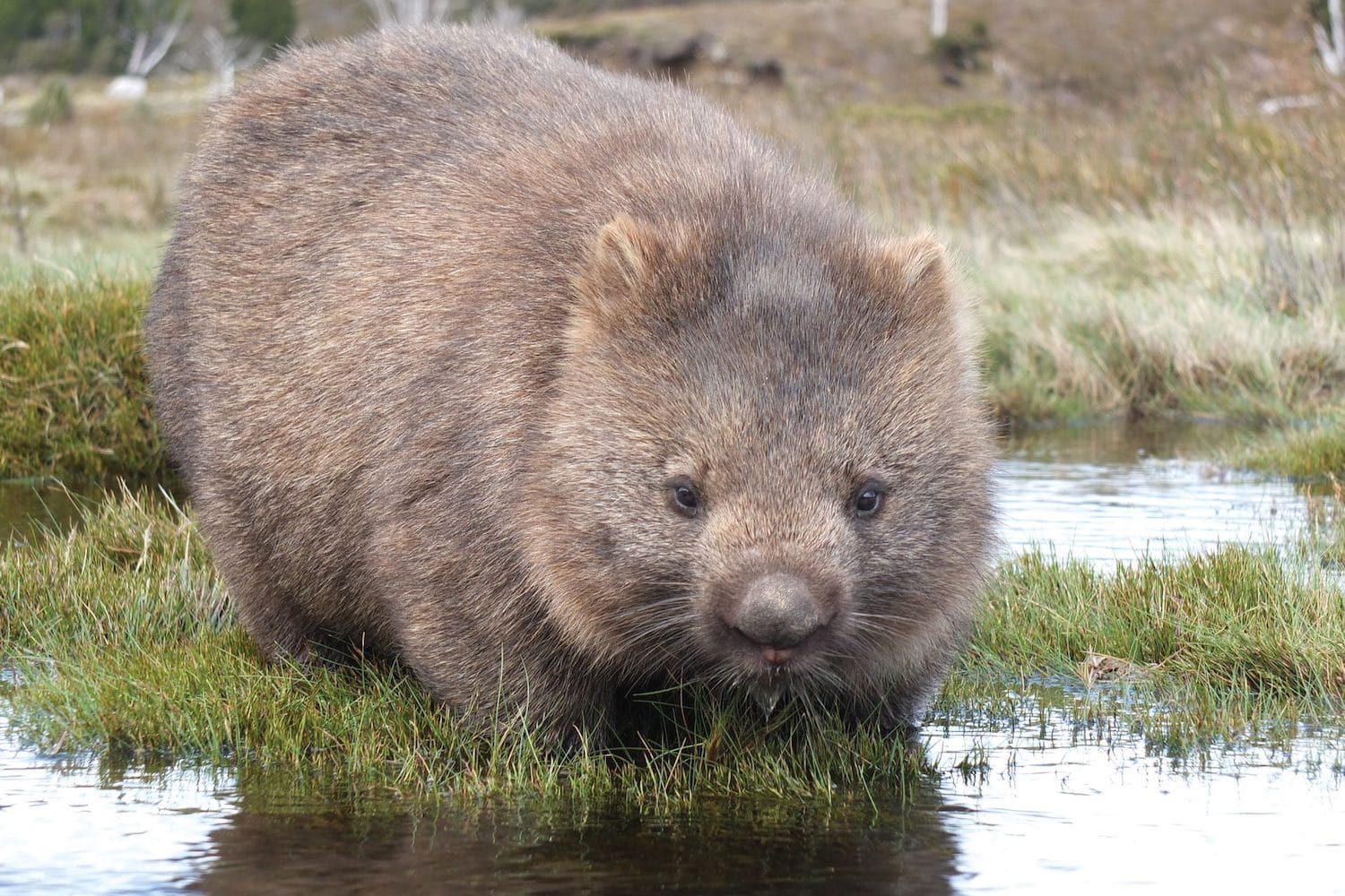 Ein Wombat das in der Natur in Tasmanien sitzt