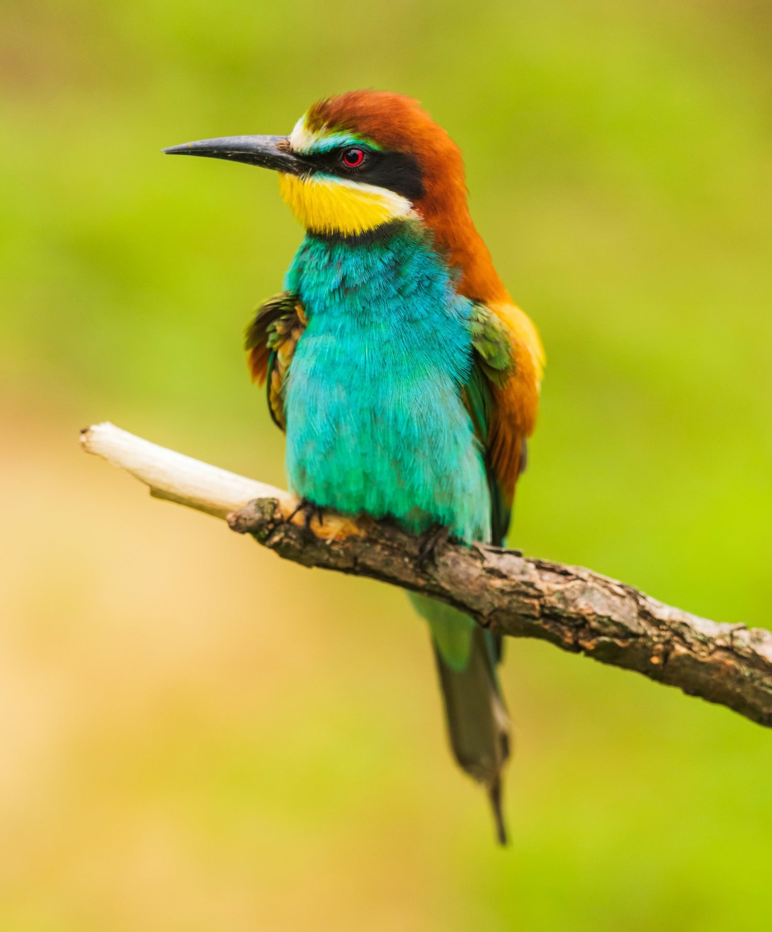in der Puszta gibt es eine außergwöhnliche Vogelwelt