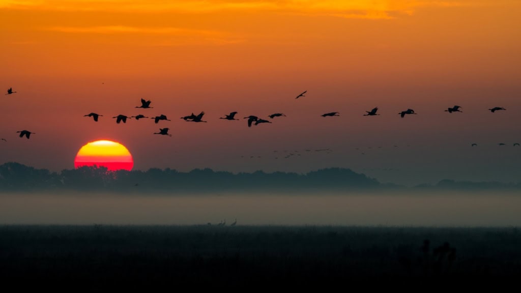 Kraniche fliegen vorm Sonnenuntergang