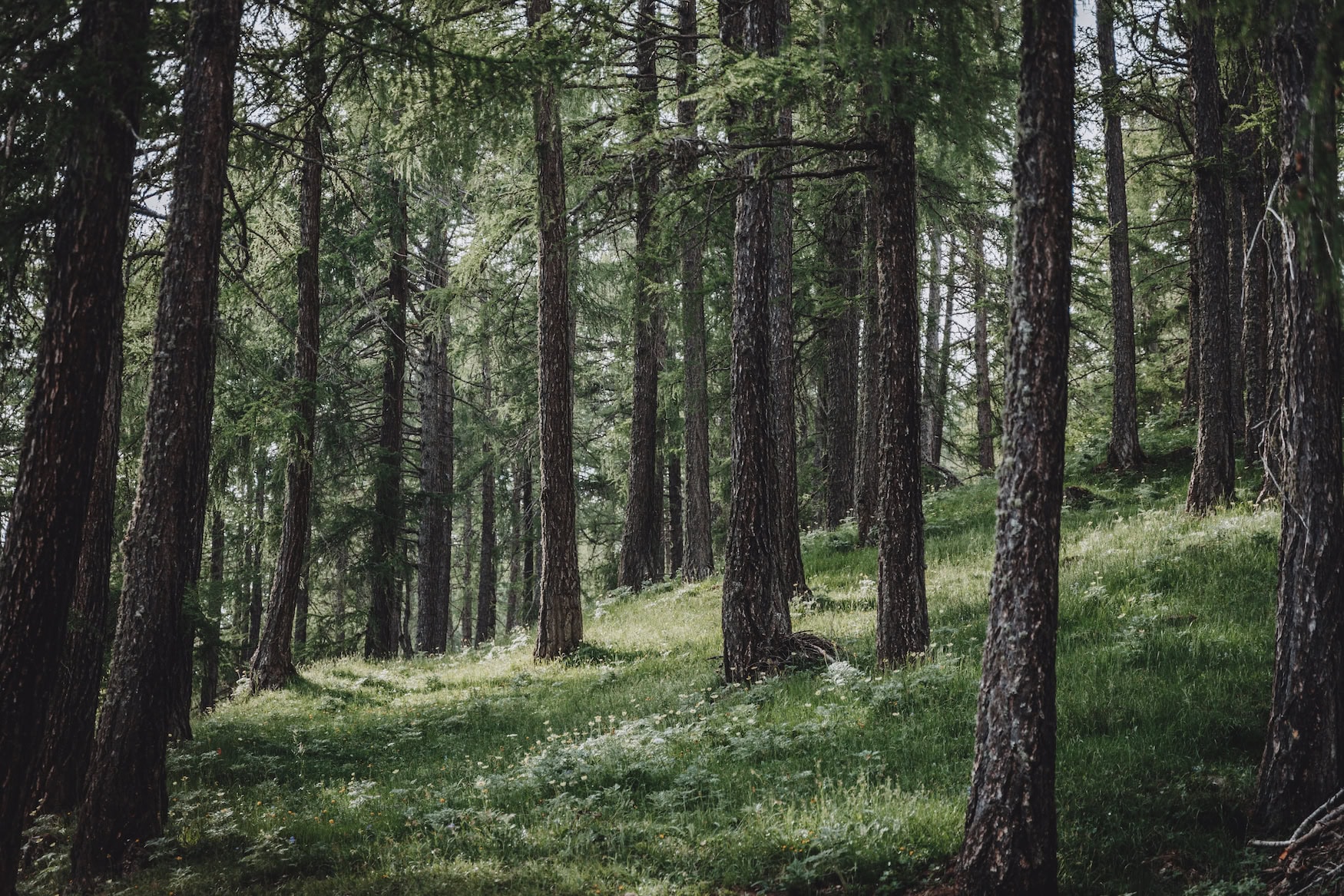 Wald in Lana in Südtirol