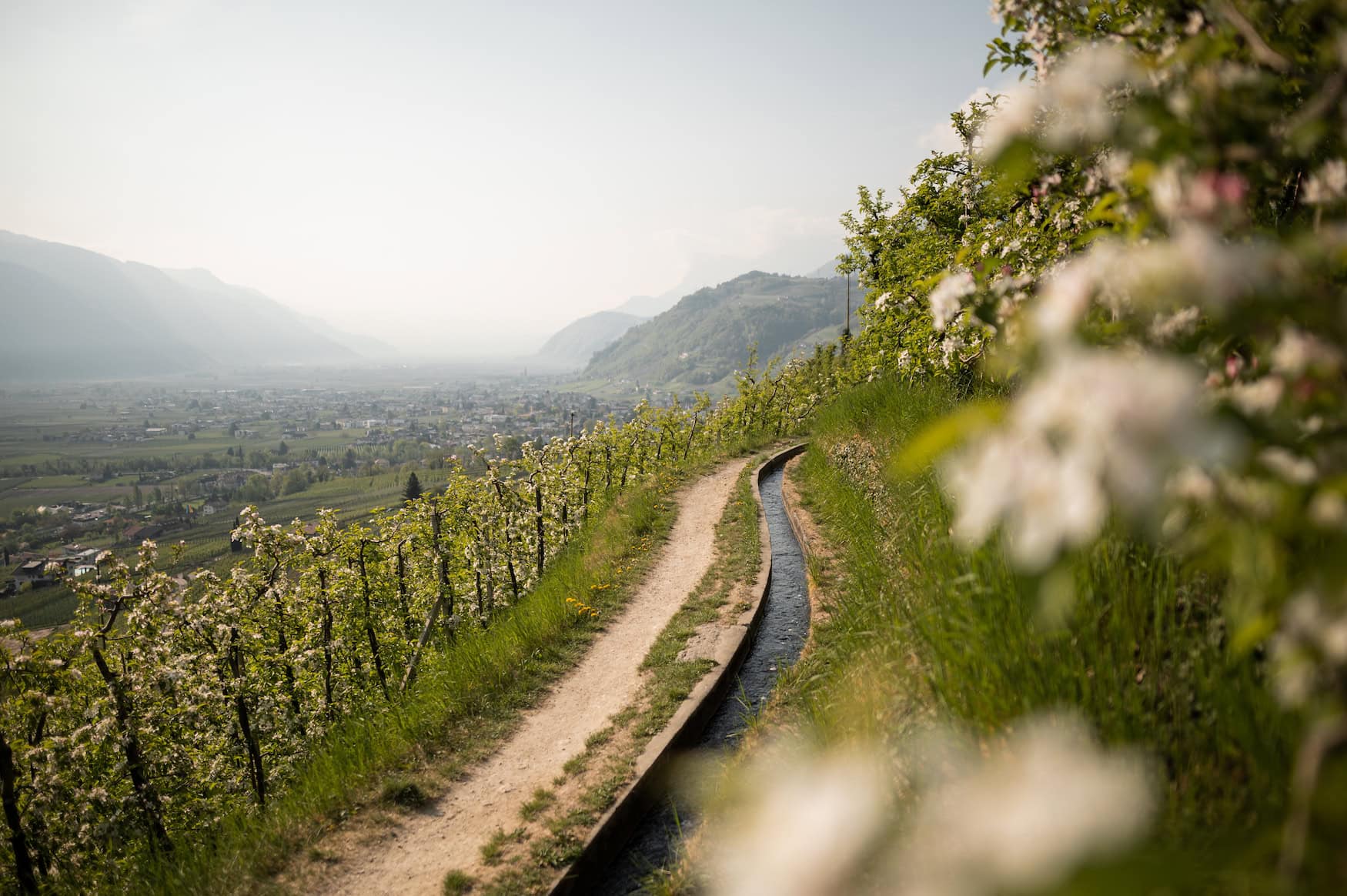 Wandern zwischen Weinbergen