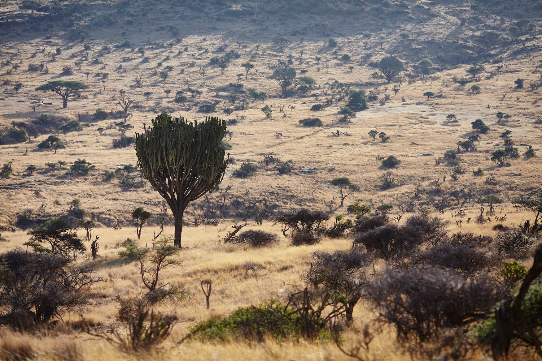 Savanne in Kenia