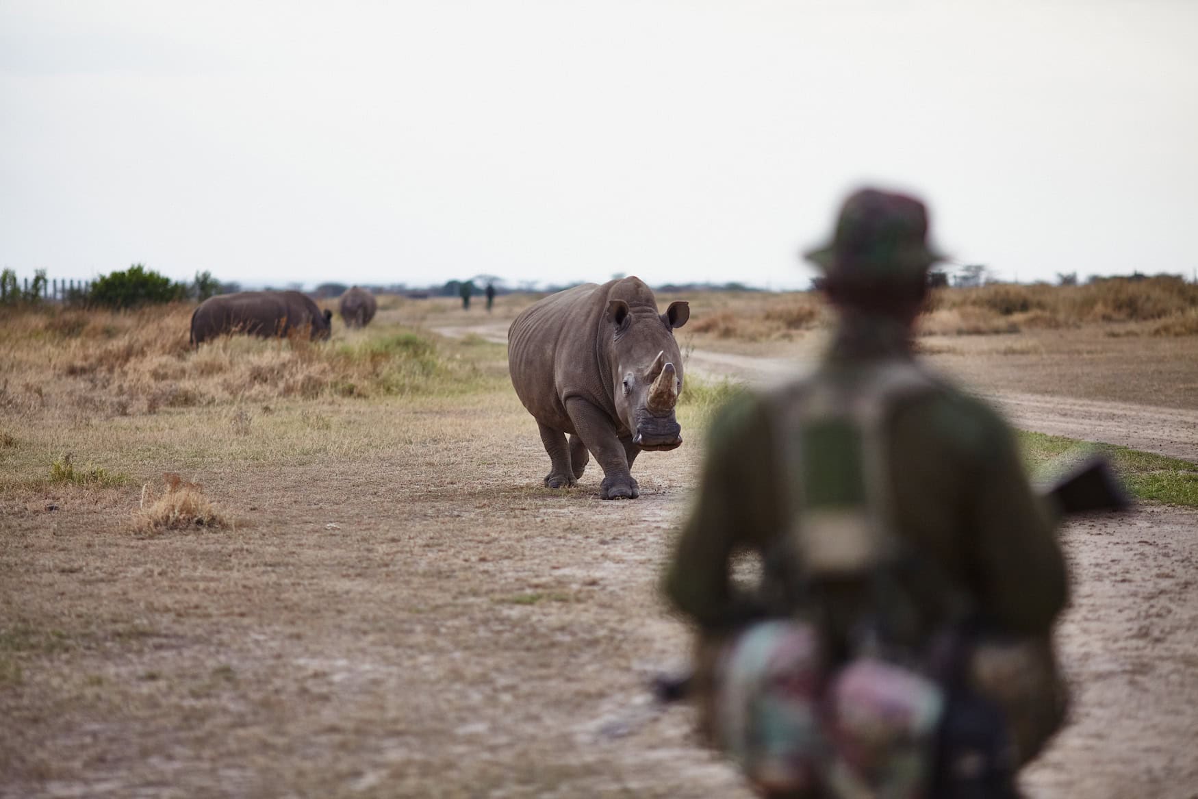 Mann bewacht Nashorn