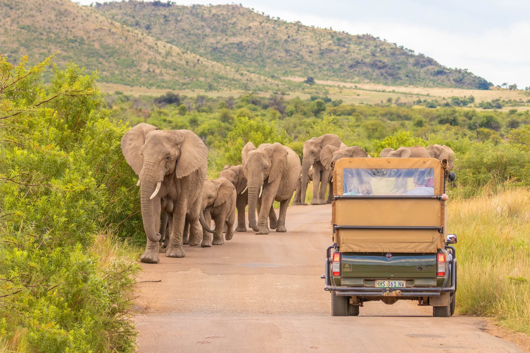 Safari im Nationalpark Pilansberg in Südafrika