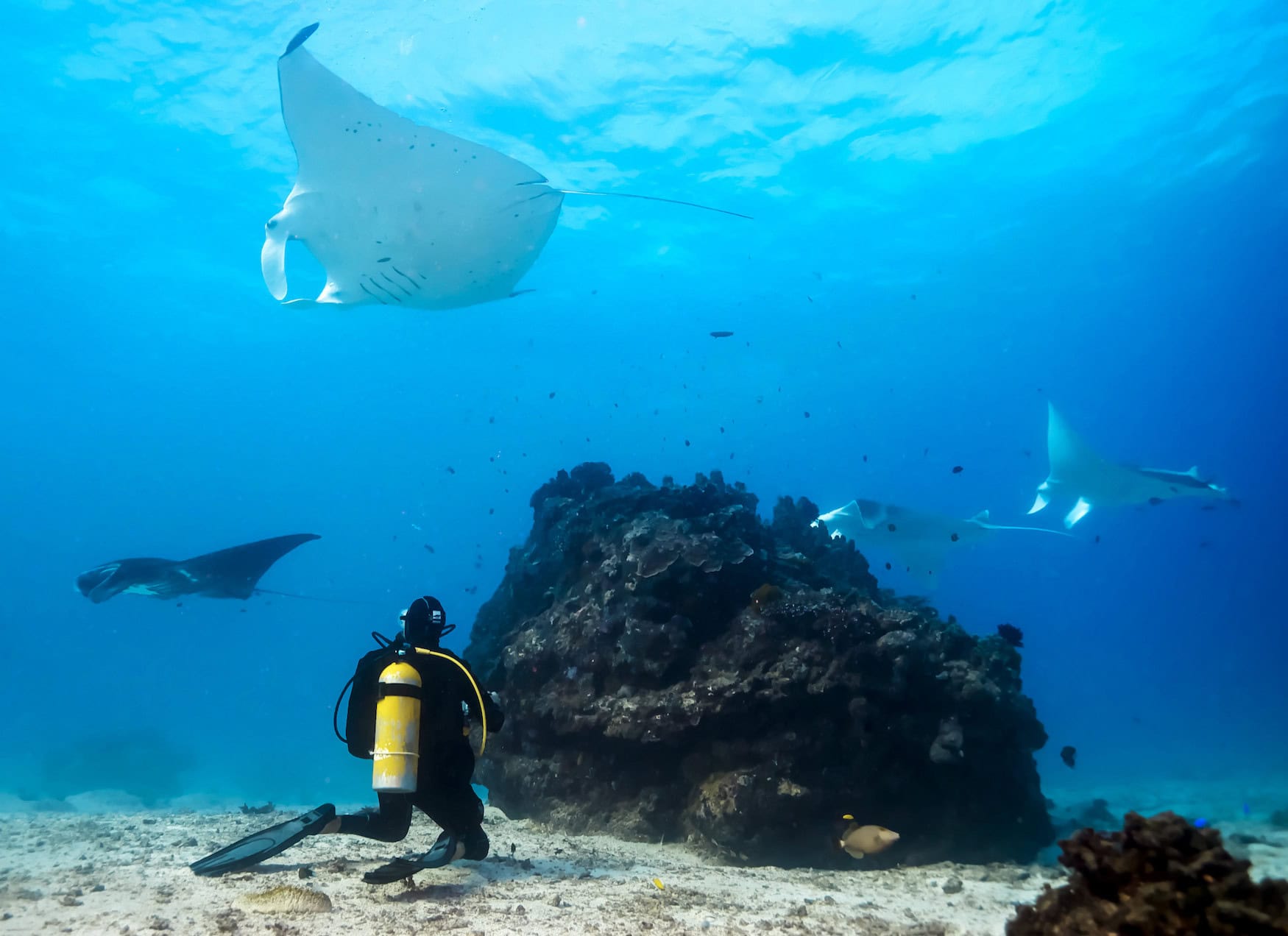 Mantarochen am Great Barrier Reef
