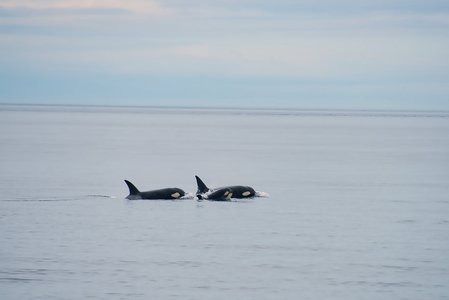 Drei Orcas schwimmen im Wasser in Vancouver Island