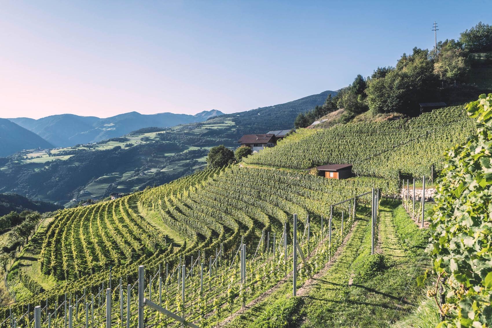 Weinanbau Eisacktal Südtirol 