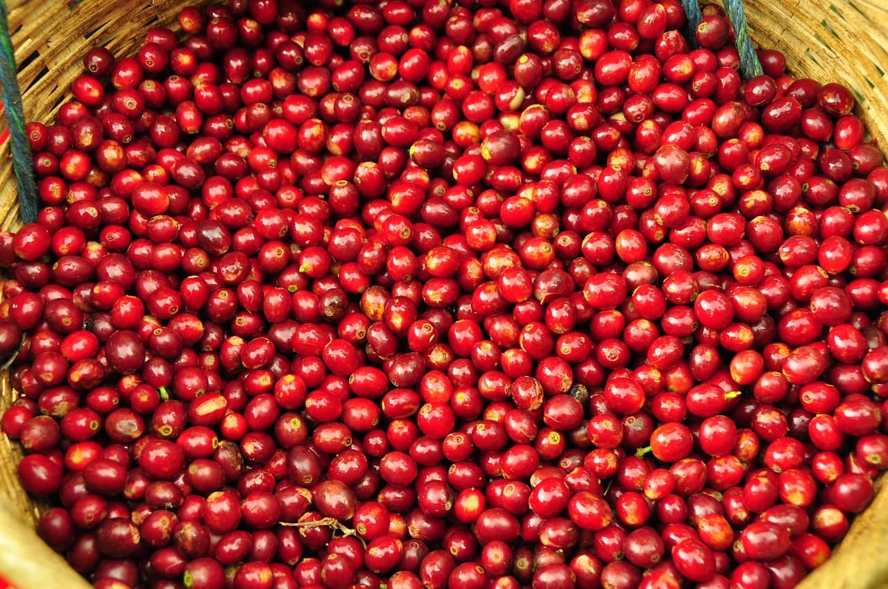 Viele rote Kaffeebohnen in einem Eimer