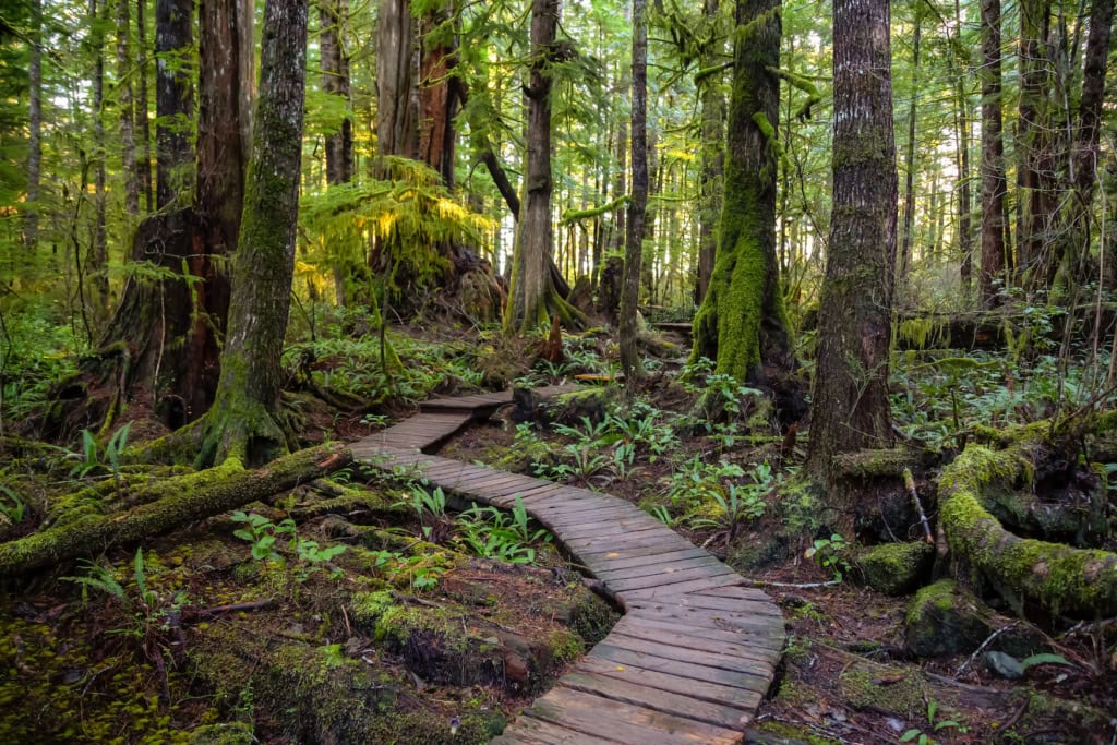 Bäume auf Vancouver Island