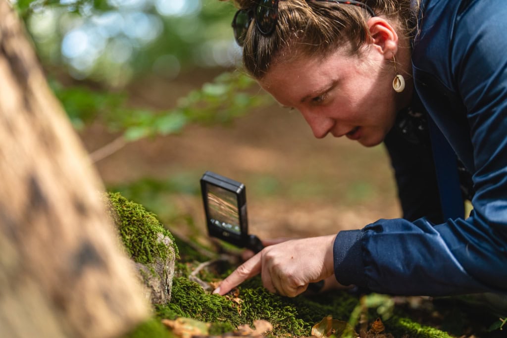 Den Wald in Zinnowitz untersuchen und sich dabei erholen.