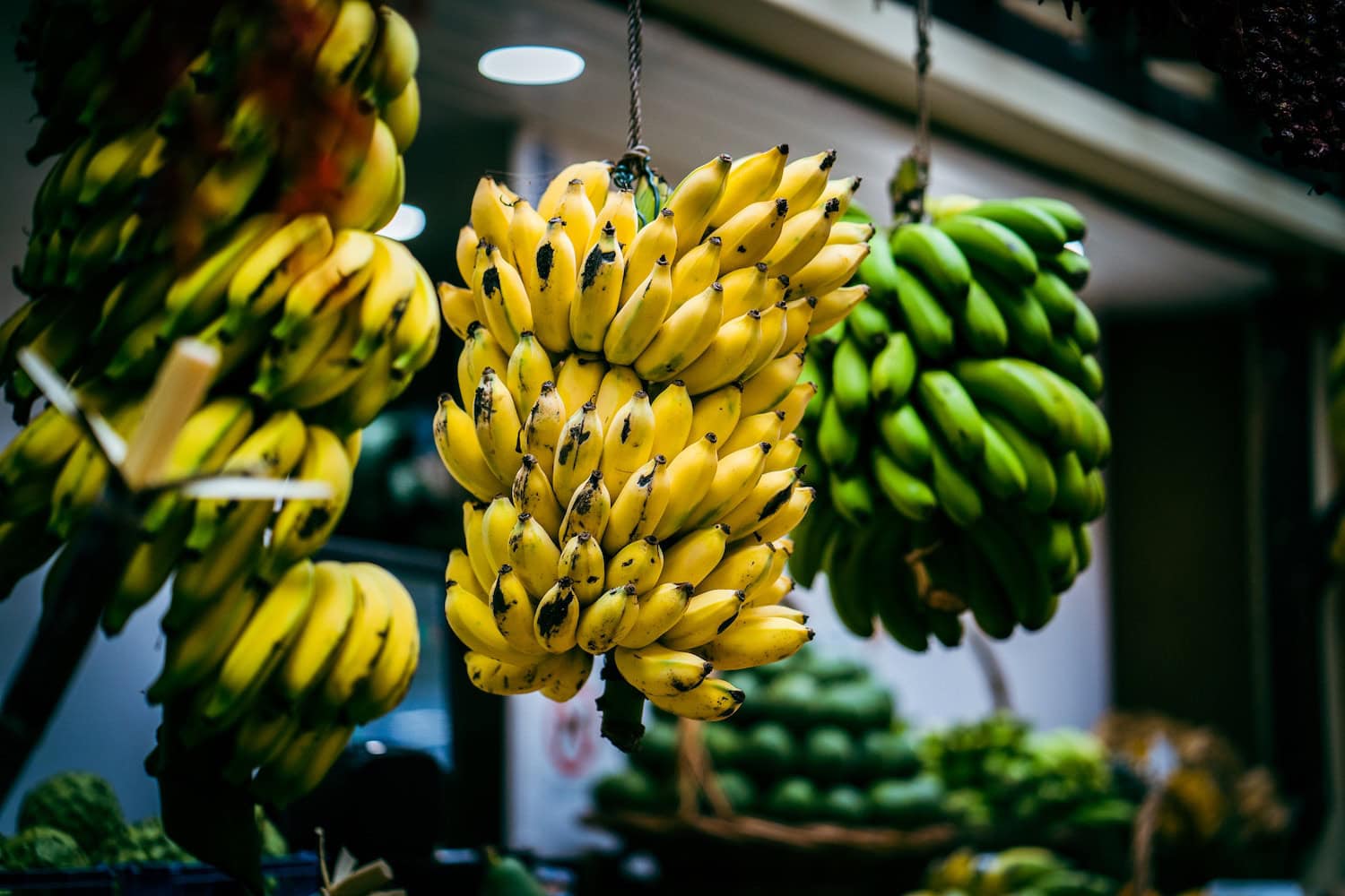Mehrere Bananenstauden hängen in einem Raum von der Decke
