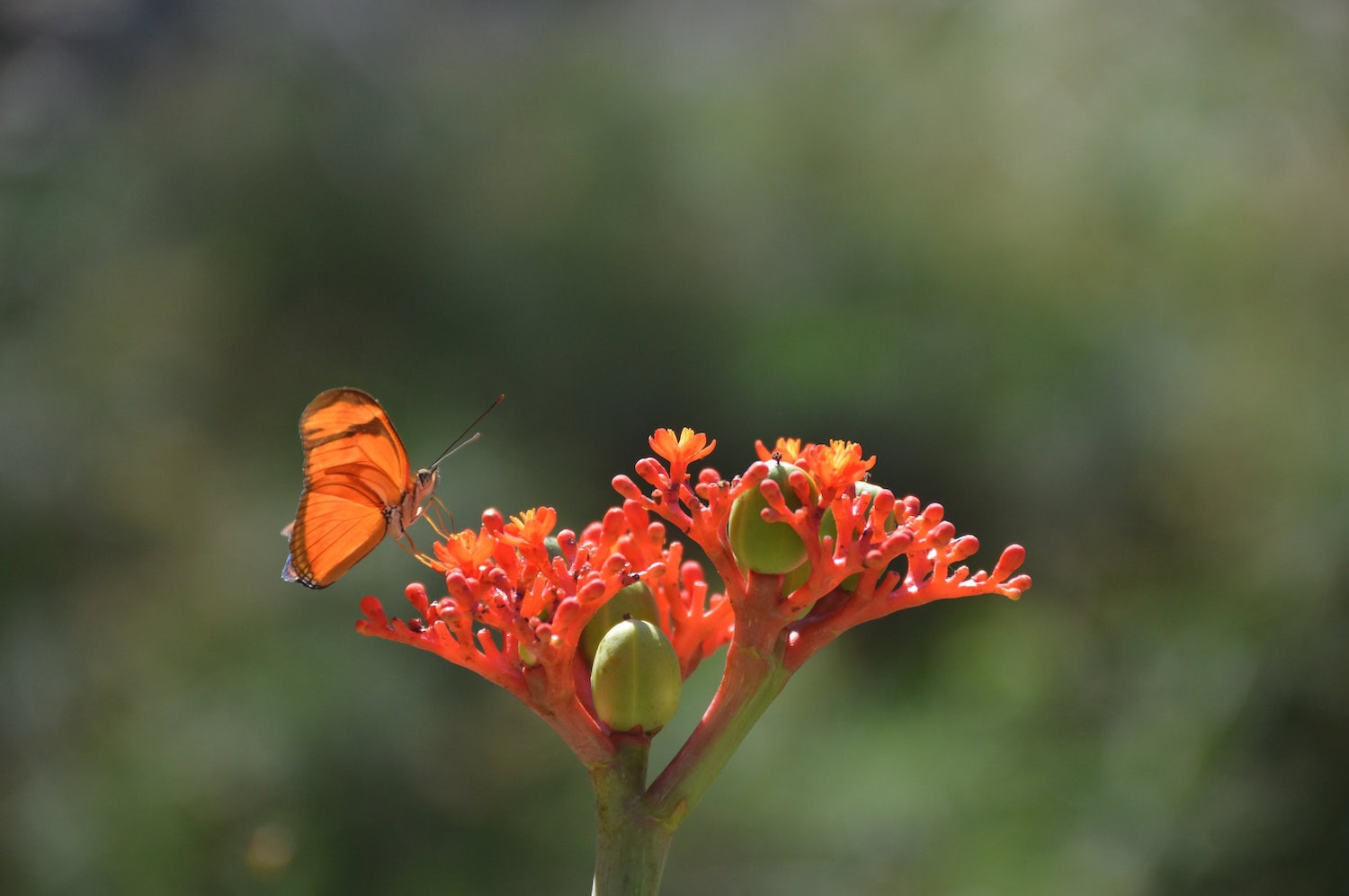 Eine Blume auf der ein Schmetterling sitzt, an einem sonnigen Tag in Madeira
