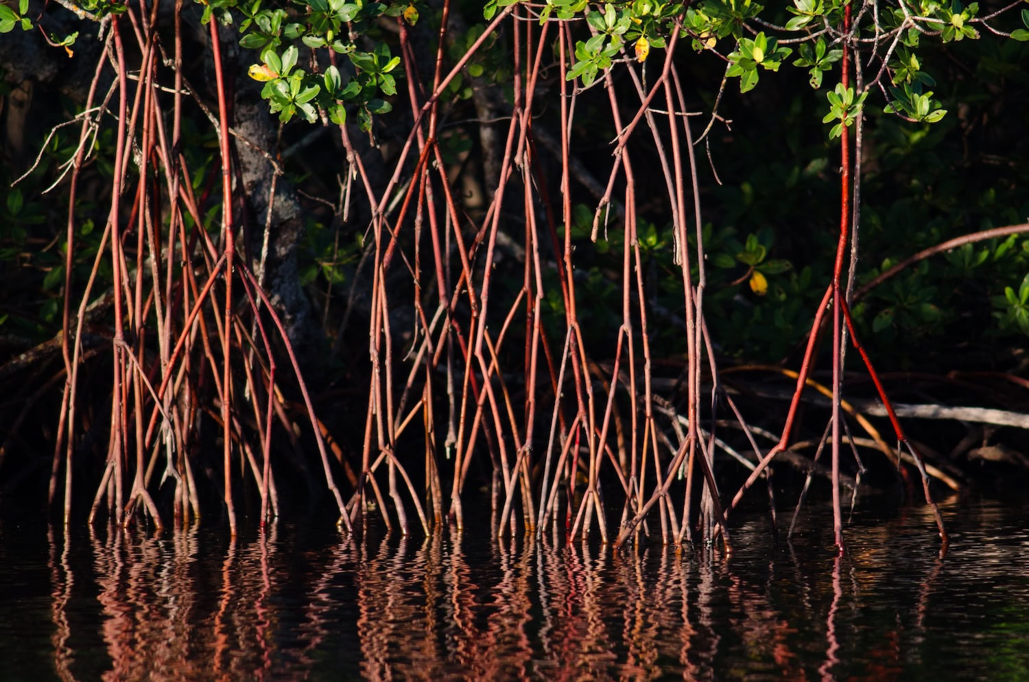 Die Schönheit der Roten Mangrove.