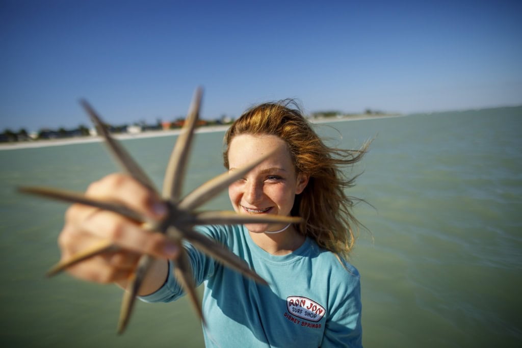 Seestern-Fund auf Sanibel Island