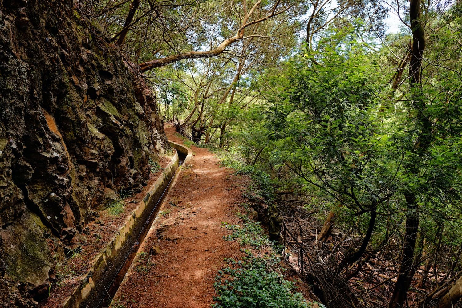 Der Lorbeerwald in Madeira