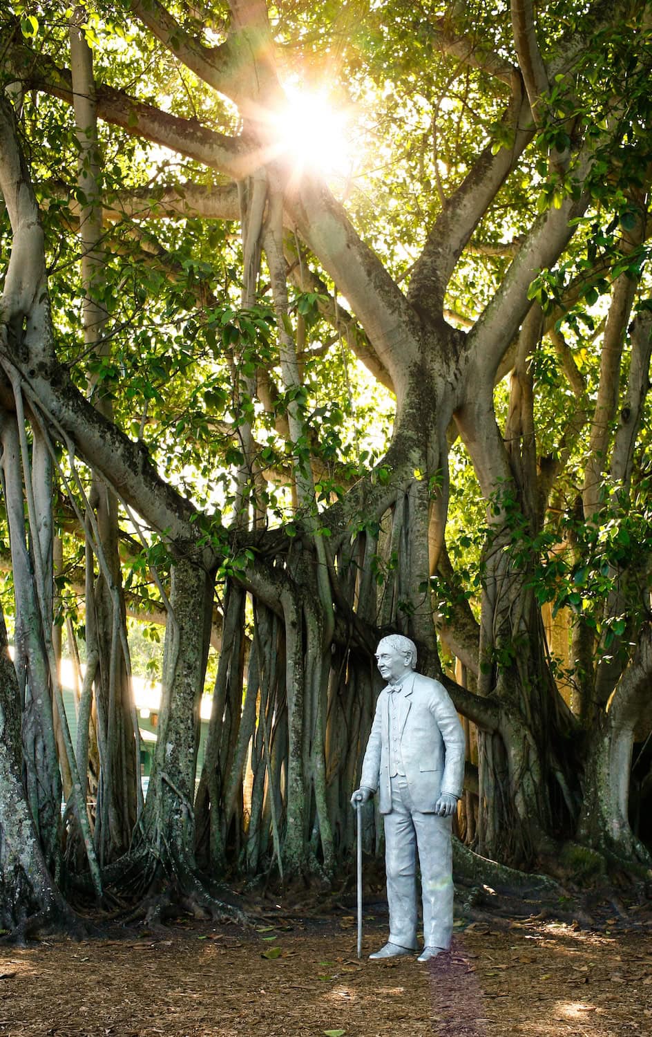 Der Banyan Tree im Edison and Ford Winter Estate ist beeindruckend.