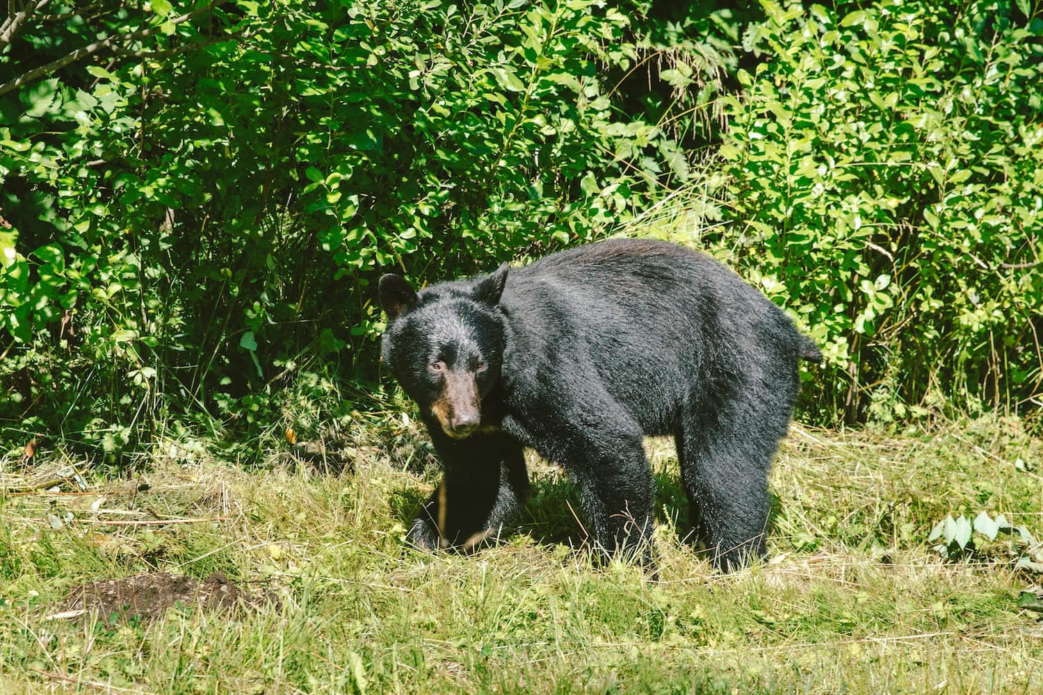 Ein Bär in der freien Wildnis in den USA