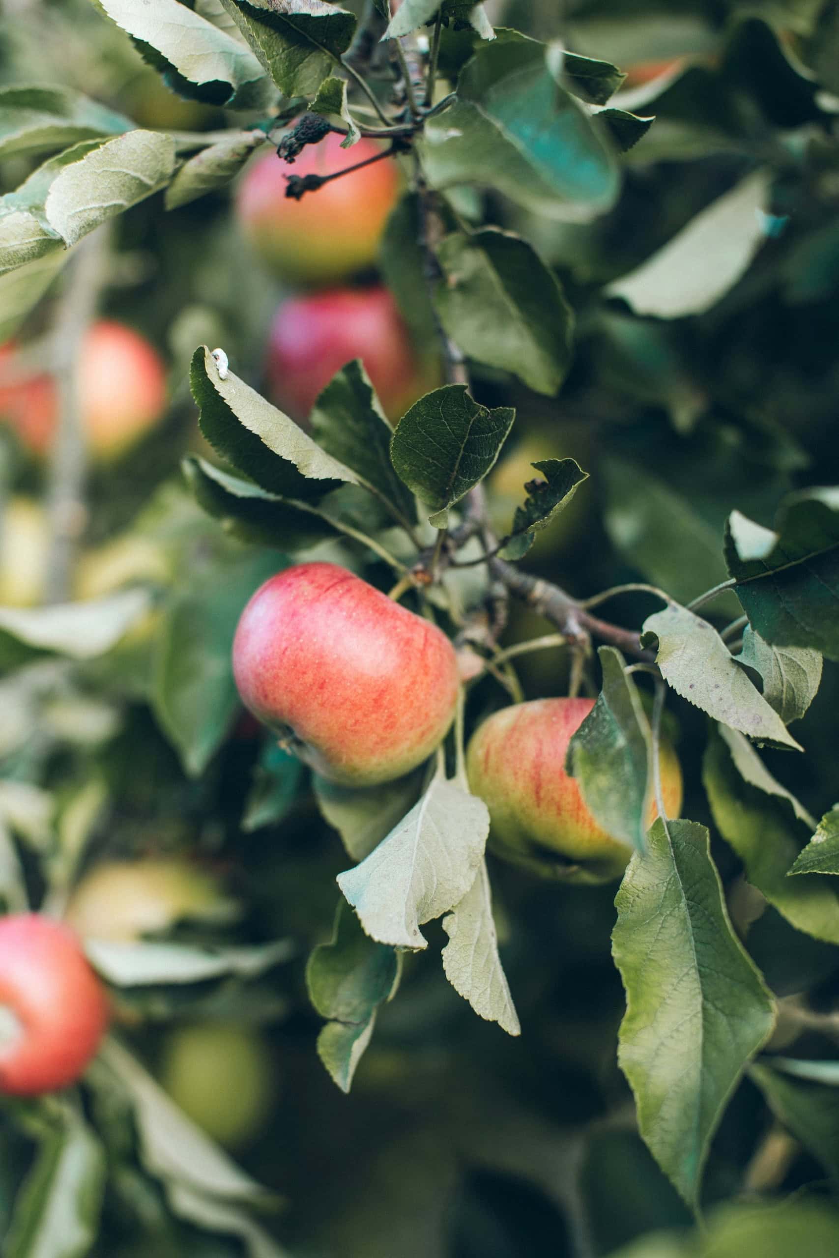 Apfel am Baum