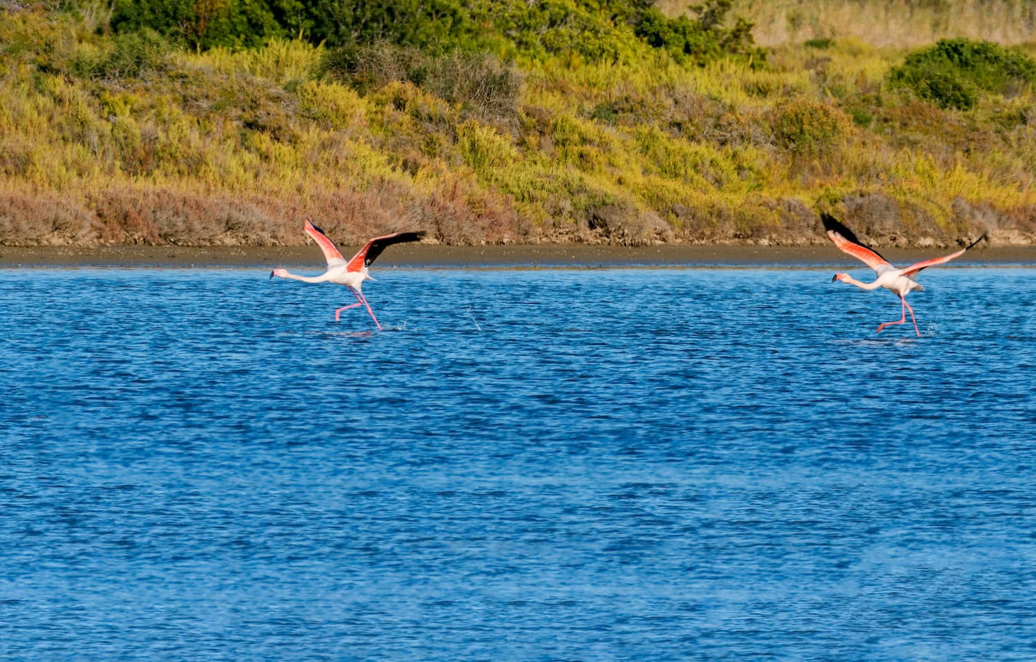 Flamingos im Parc Natural de ses Salines in Ibiza