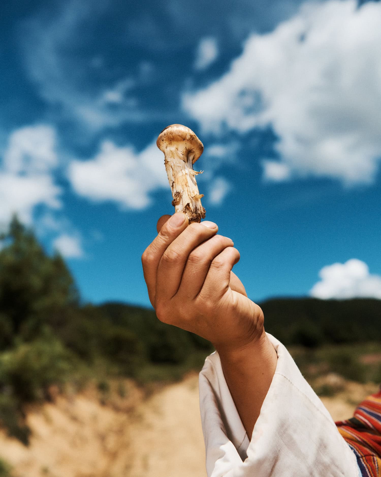 Pilz in einer Hand.