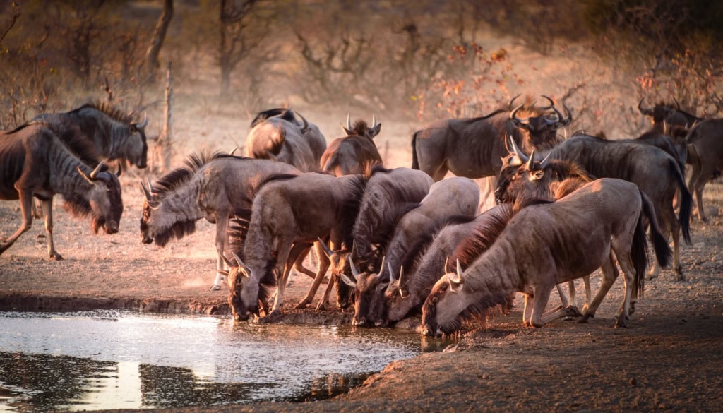 Gnus am Wasserloch
