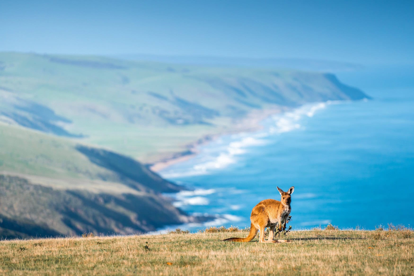 Ein Känguru im Deep Creek National Park.