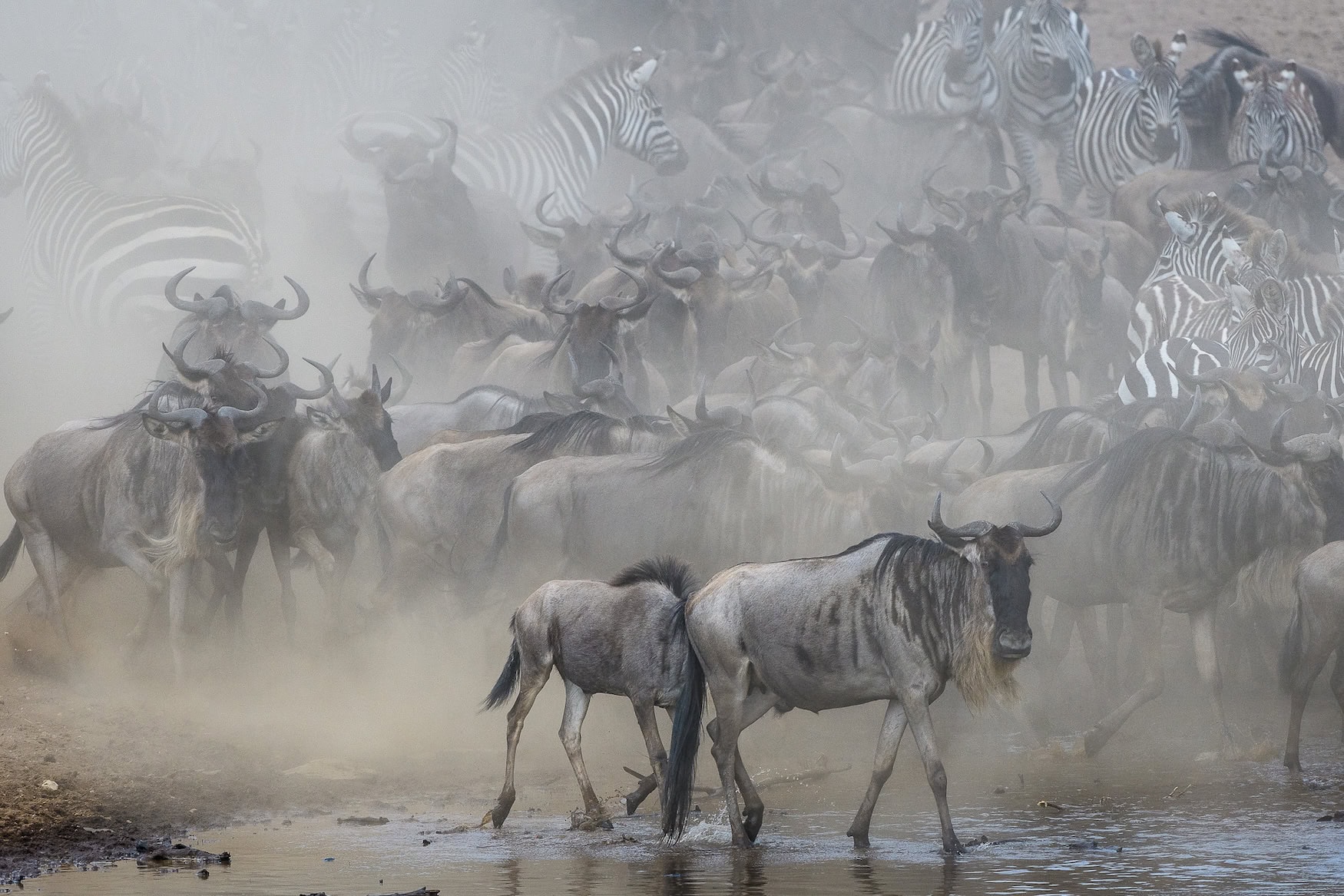 Safari in Afrika: die Serengeti in Tansania