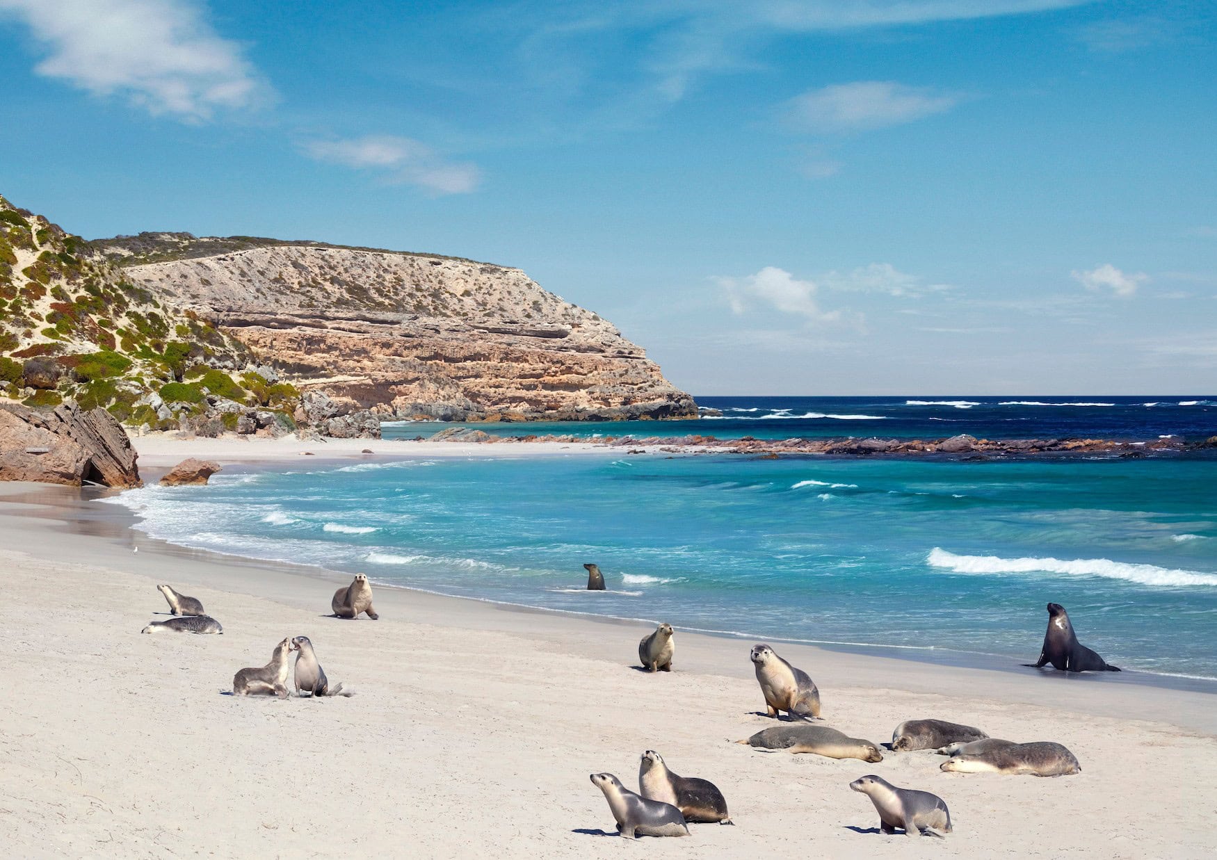 Ein Highlight entlang des Southern Ocean Drive: Seehunde im Seal Bay Conservation Park.