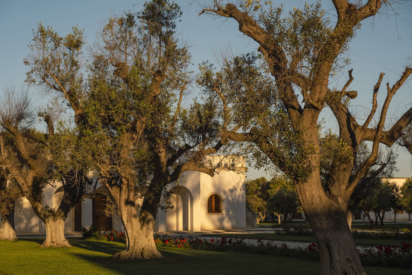 Das Weingut Masseria Altemura.