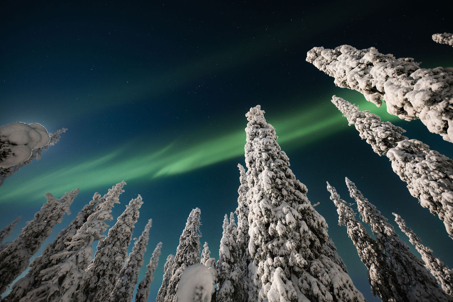 Polarlichter über eingeschneiten Bäumen in Ruka-Kuusamo