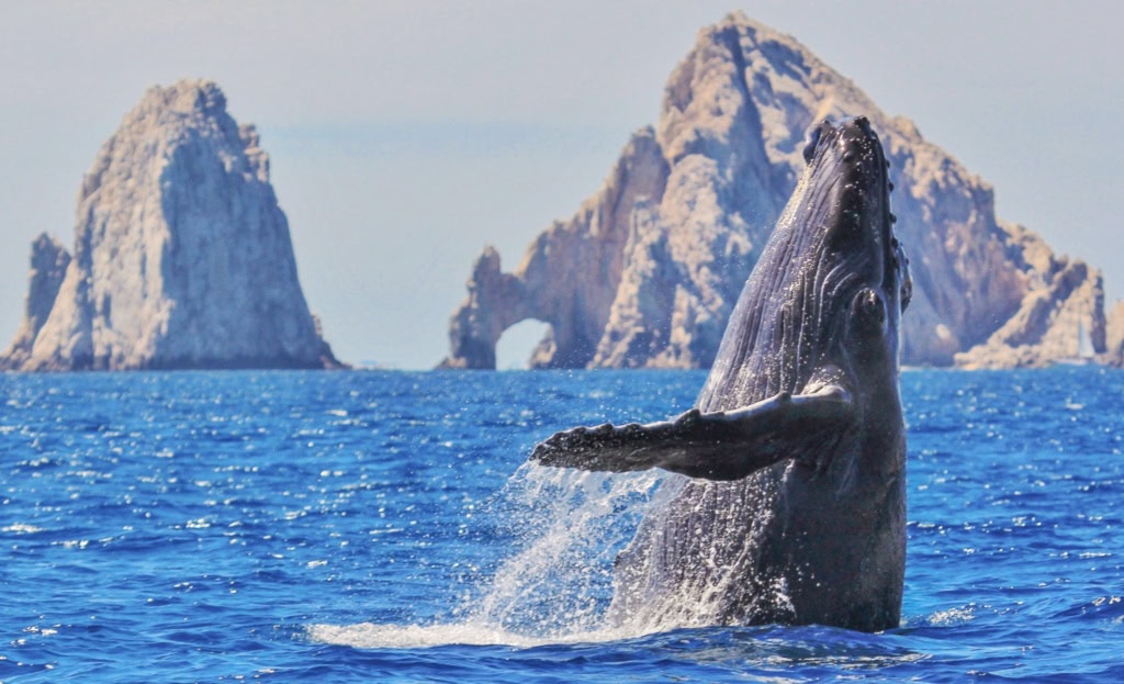 Ein Wal springt vor Los Cabos in Mexiko aus dem Wasser.