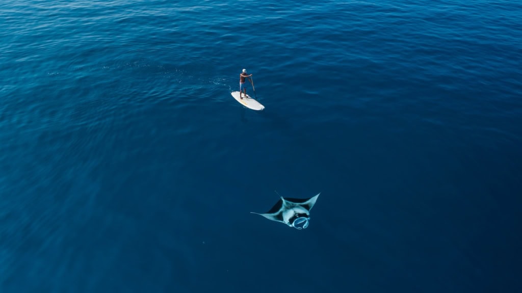 Standup-Paddler und ein Mantarochen