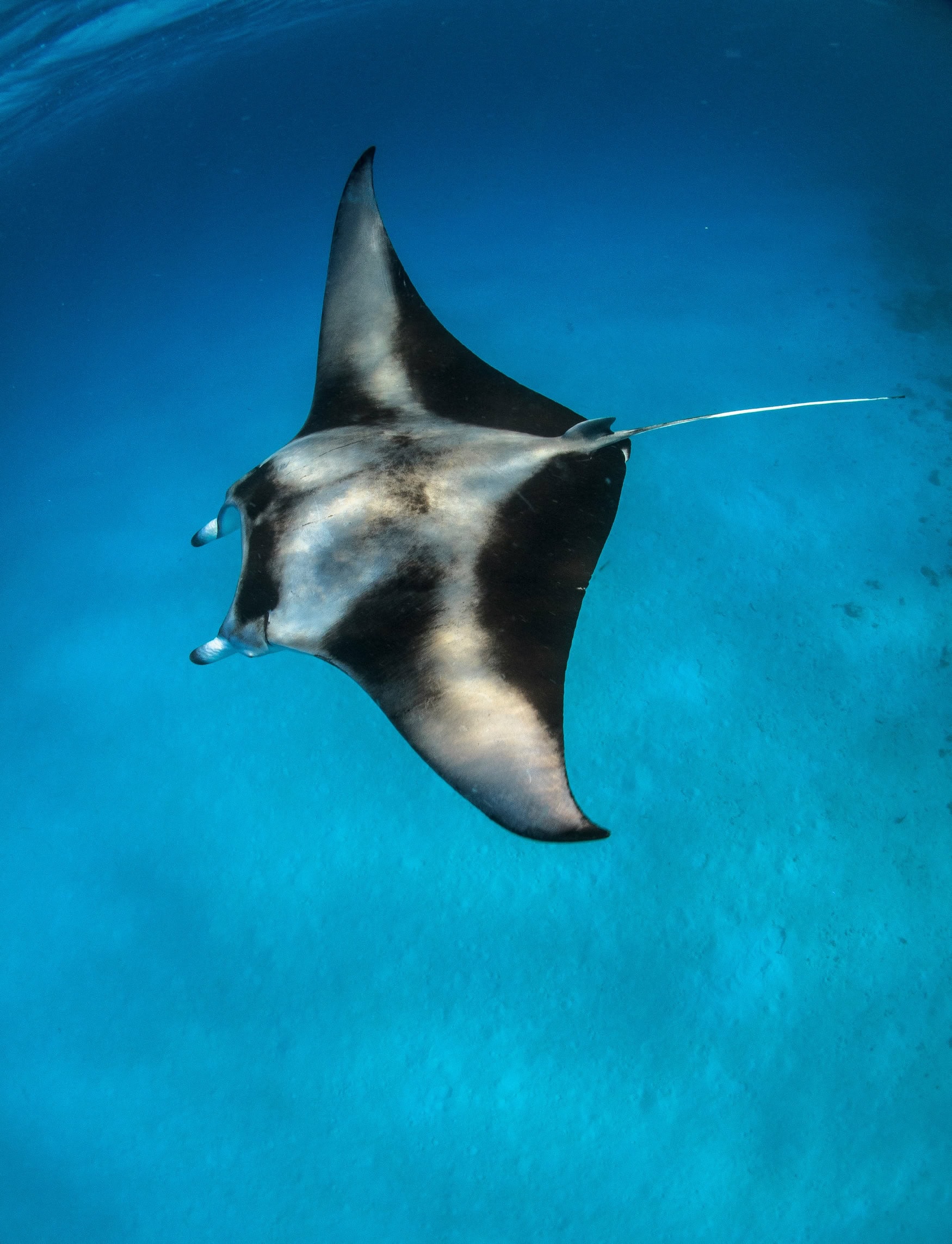 Mantarochen auf den Malediven