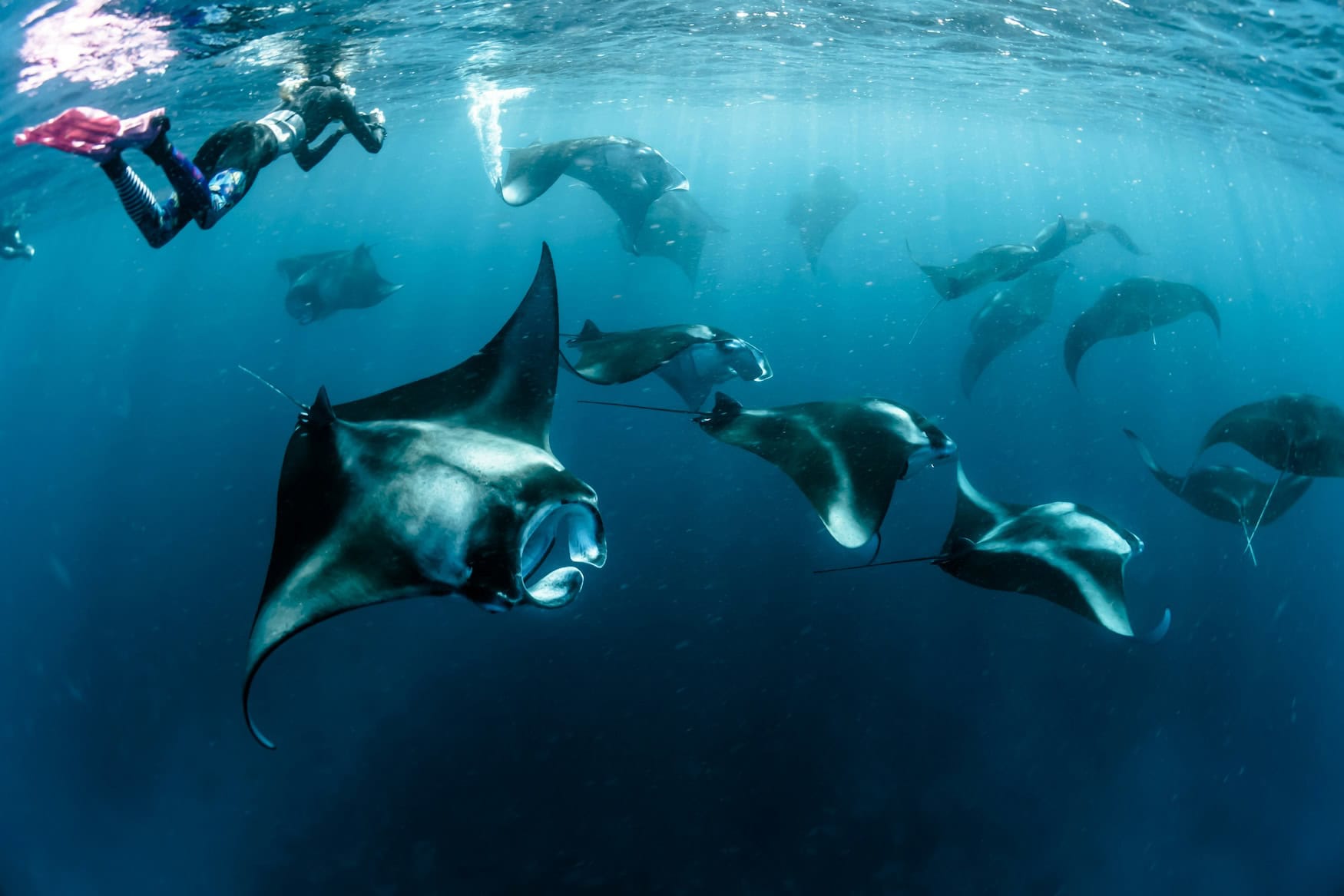 Schnorcheln mit Mantas auf den Malediven